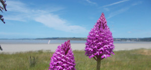 Orchidées Campagne