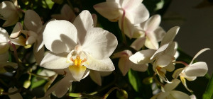 Orchidées phalaenopsis